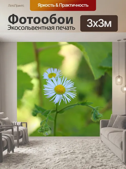Фотообои Ромашка