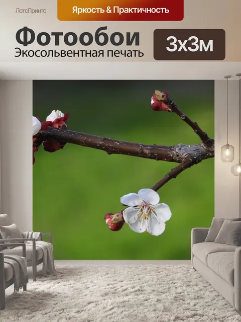 Фотообои Веточка