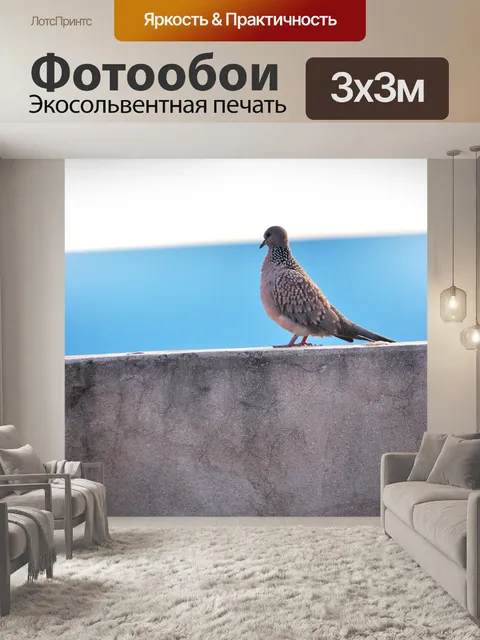 Фотообои Пятнистый голубь 11