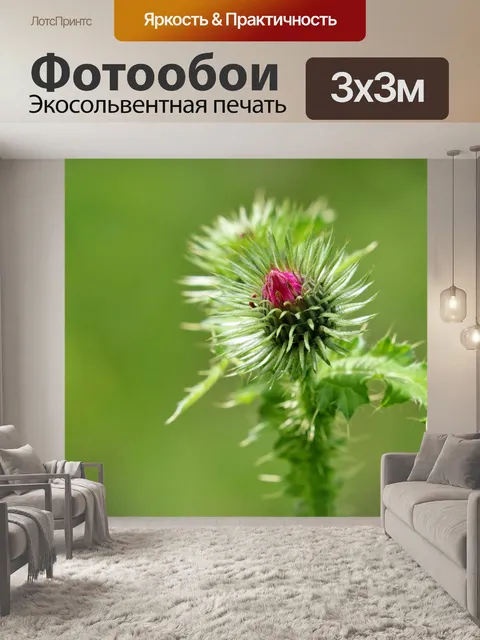 Фотообои Цветок чертополоха