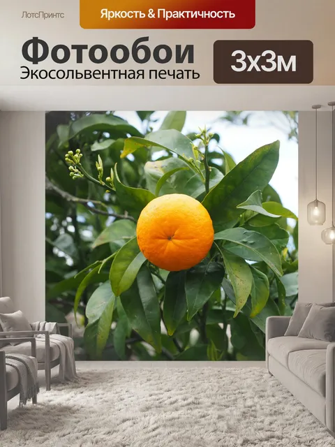 Фотообои Апельсин