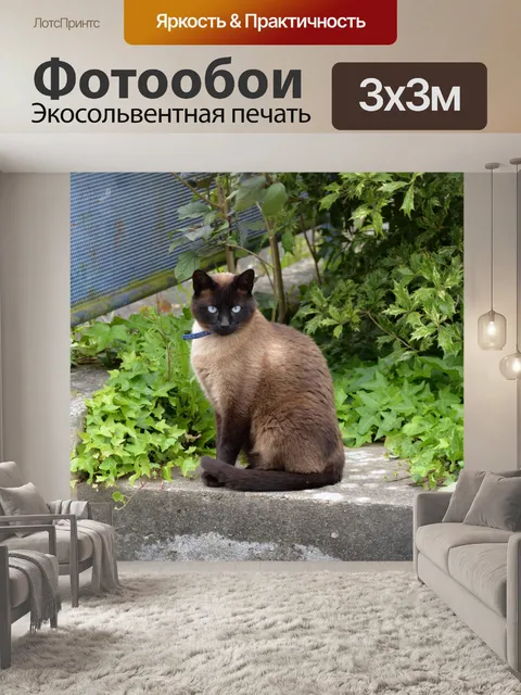 Фотообои Сиамская кошка сидит