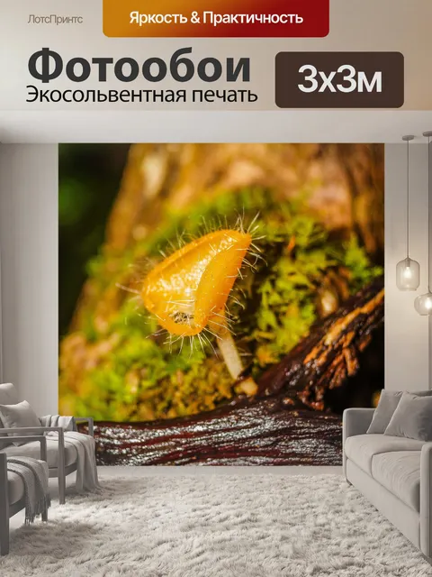 Фотообои грибы, растущие на фоне леса