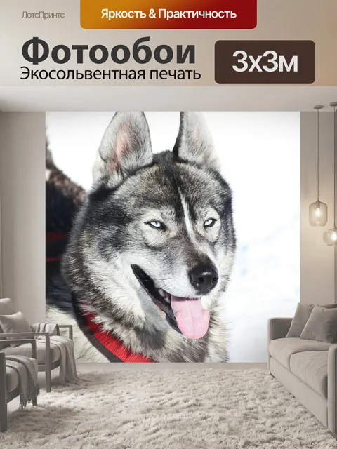 Фотообои Хаски