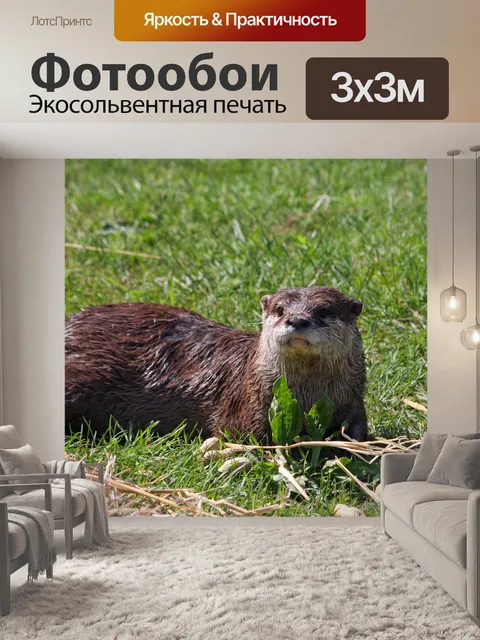Фотообои Выдра