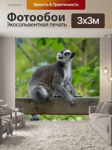 Фотообои Кошачий лемур 2