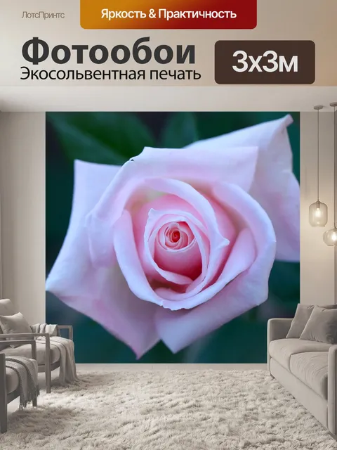Фотообои Роза