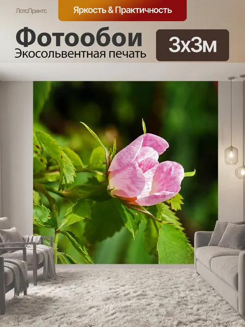 Фотообои Кустовая роза