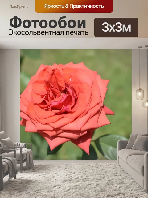 Фотообои Красная роза