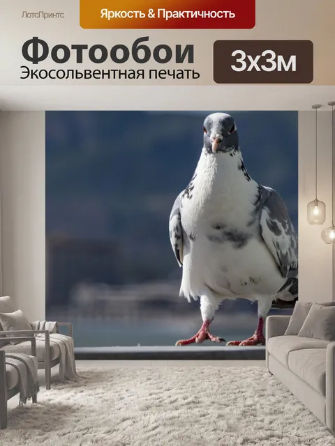 Фотообои Серый и белый голубь