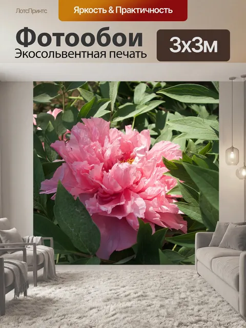 Фотообои Пион