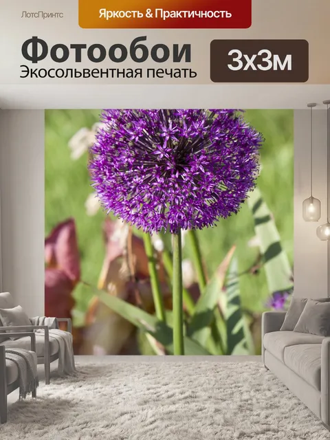 Фотообои Allium Цветок Фиолетовый