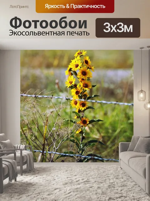 Фотообои Подсолнухи за колючей проволокой