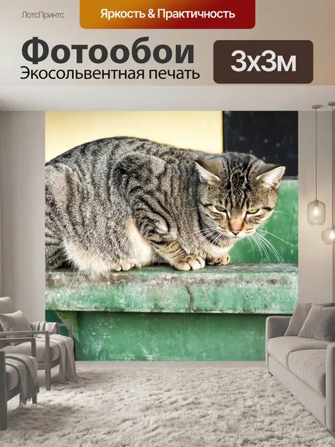 Фотообои Кот