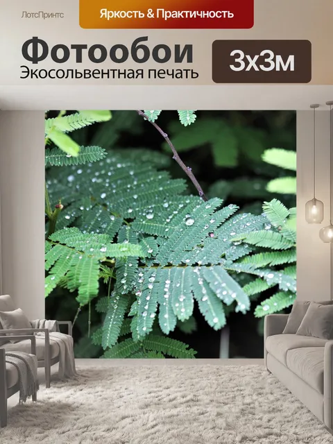 Фотообои Капли дождя на листьях мимозы