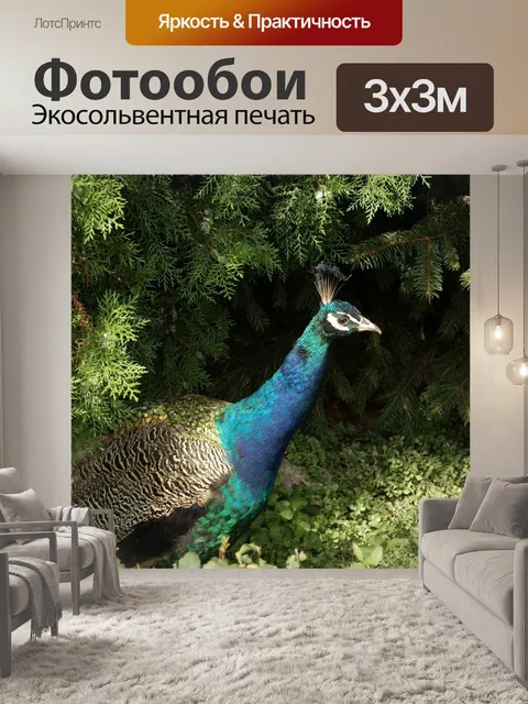 Фотообои Павлин