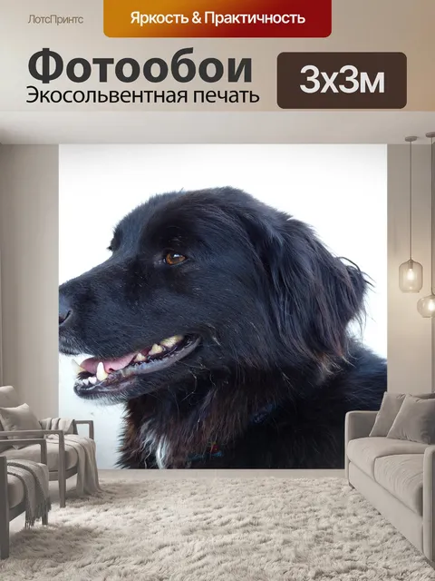 Фотообои Собака