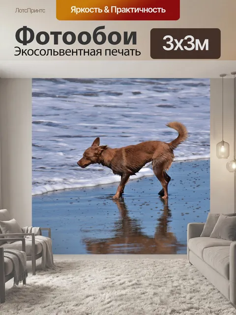 Фотообои Собака на пляже