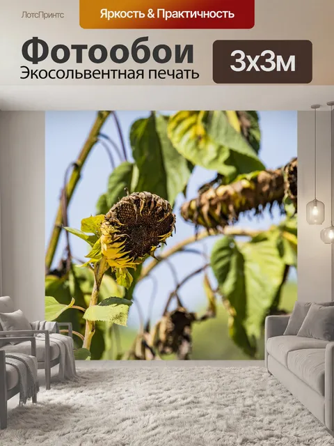 Фотообои Падающие сентябрьские подсолнухи