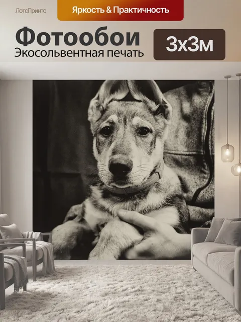 Фотообои Собака
