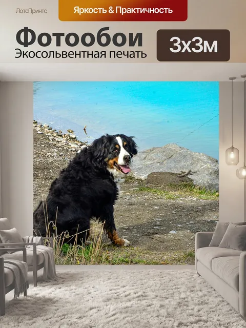 Фотообои Собака