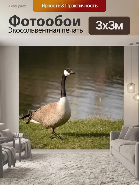 Фотообои Гусь