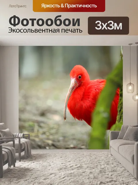 Фотообои Красный ибис