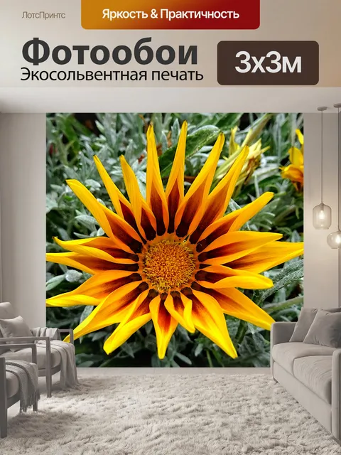 Фотообои Оранжевый желтый лепестки цветка