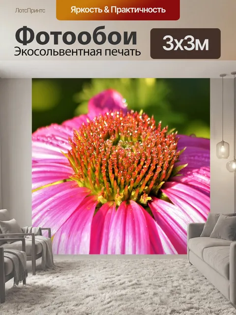 Фотообои Розовый Coneflower и Dew