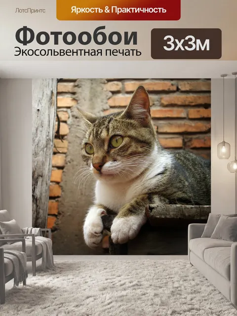 Фотообои Кот
