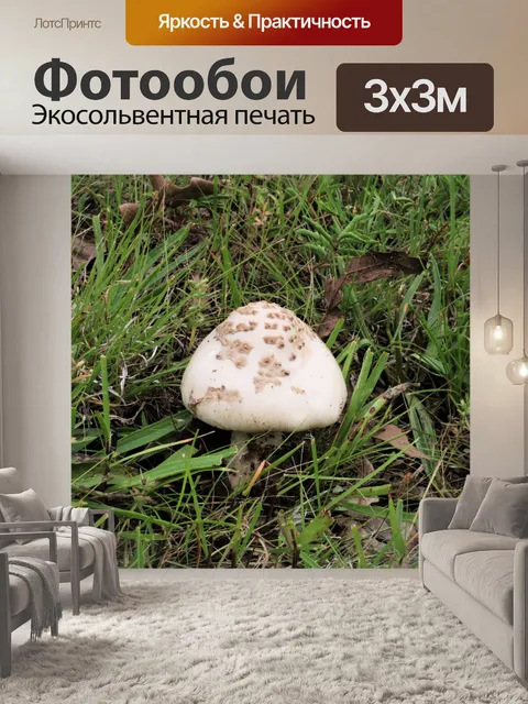 Фотообои Пухлый белый гриб в зеленой траве