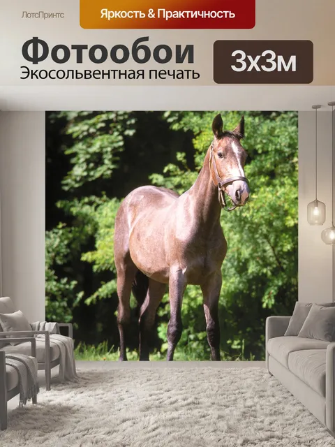 Фотообои Лошадь