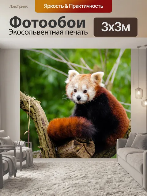 Фотообои Прелестный Red Panda!