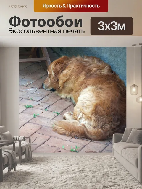 Фотообои собака золотистого ретривера лежа