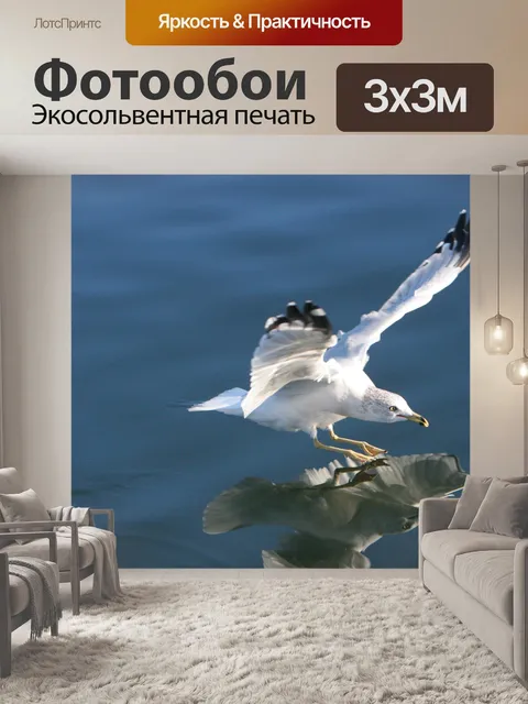 Фотообои Приземление чайки