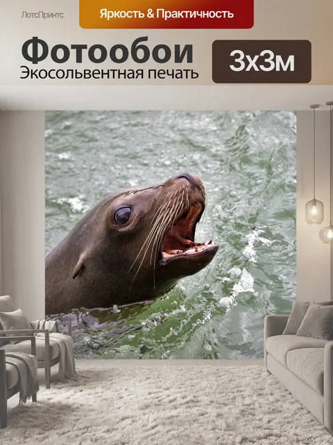 Фотообои Морской лев