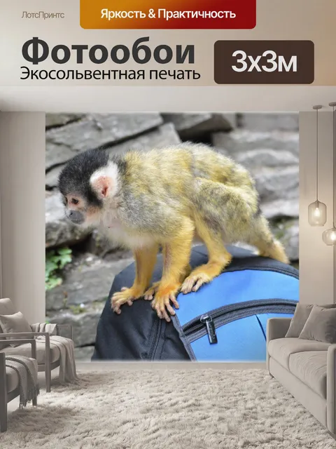 Фотообои Беличьих обезьян 6