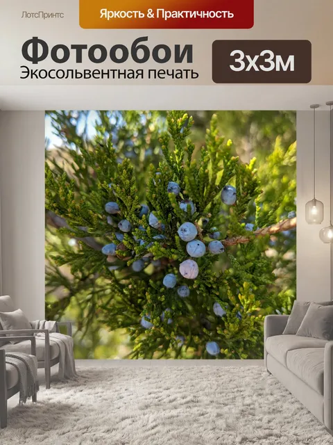 Фотообои Кедровые ягоды