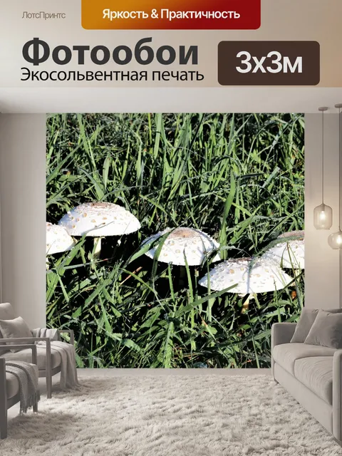 Фотообои Пять ароматных грибов и росы