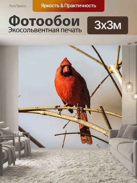 Фотообои Мужской кардинал
