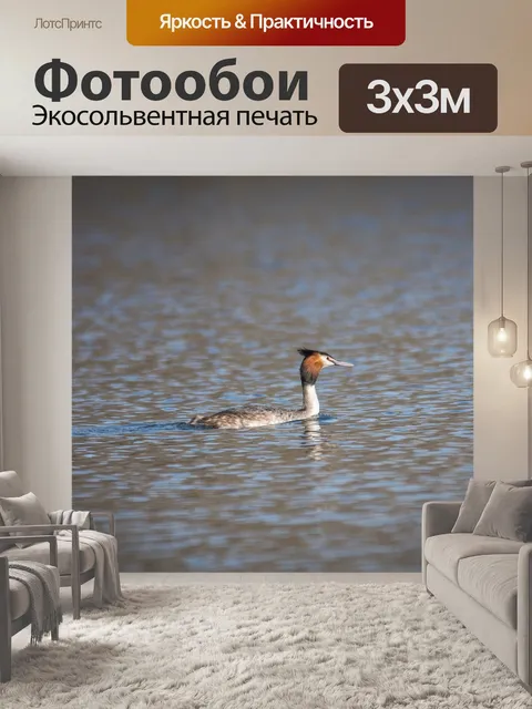 Фотообои Большая хохлатая поганка