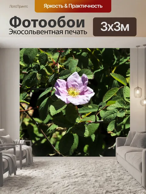 Фотообои Розовый цветок с желтой серединкой
