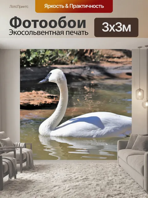 Фотообои Трубач Лебедь в пруду