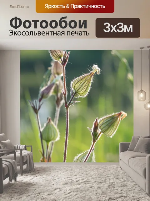 Фотообои Полевые цветы
