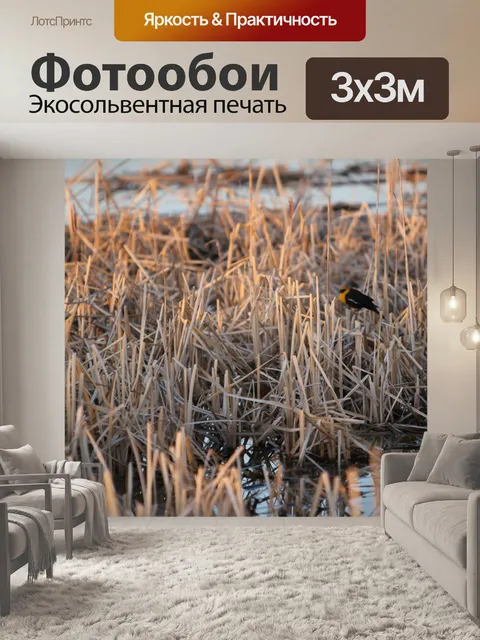 Фотообои Желтое крыло Blackbird