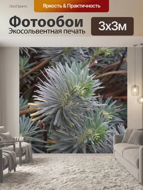 Фотообои Молочай, декоративное растение