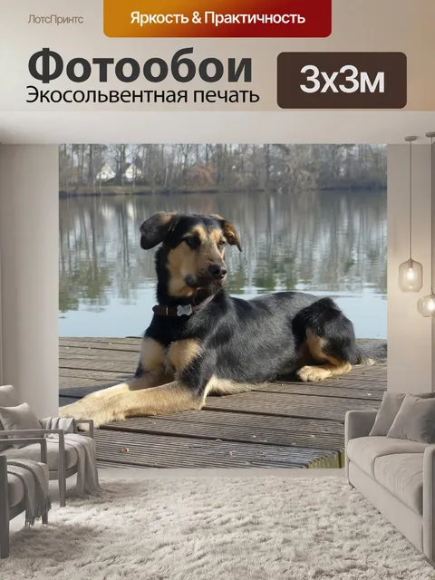 Фотообои Собака