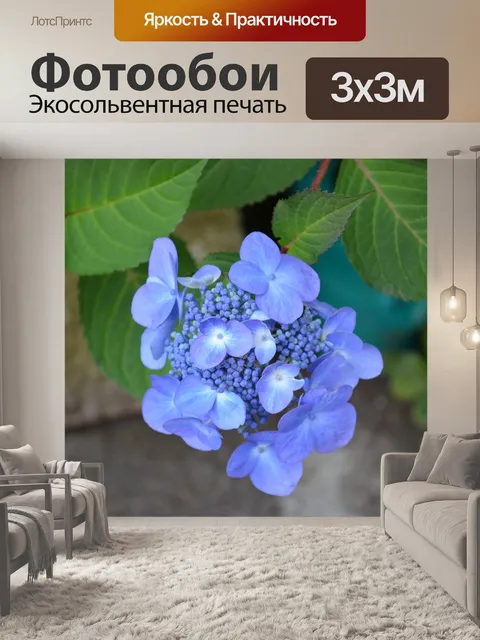 Фотообои Гортензия