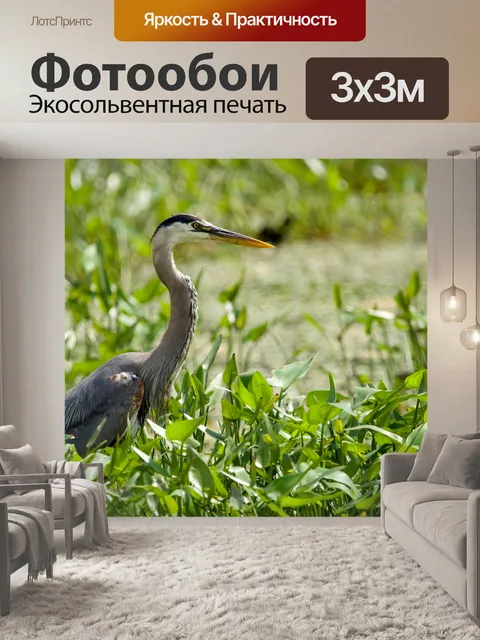 Фотообои Большая голубая цапля