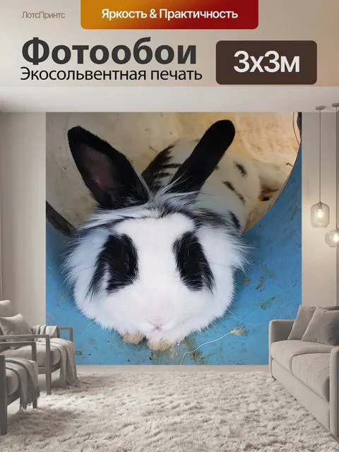 Фотообои Черный и белый кролик кролик
